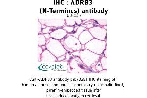Image no. 1 for anti-Adrenergic, beta-3-, Receptor (ADRB3) (Extracellular Domain), (N-Term) antibody (ABIN1731586) (ADRB3 Antikörper  (Extracellular Domain, N-Term))