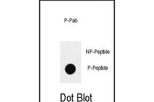 Dot blot analysis of anti-Phospho-SOX2-S83 Antibody (ABIN390034 and ABIN2839784) on nitrocellulose membrane. (SOX2 Antikörper  (pSer83))