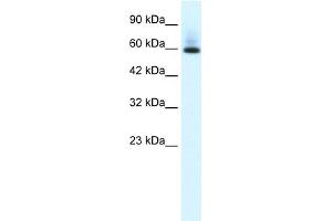 WB Suggested Anti-PAX7 Antibody Titration:  0. (PAX7 Antikörper  (N-Term))