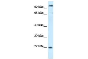 Western Blot showing POLR3GL antibody used at a concentration of 1. (POLR3GL Antikörper  (C-Term))