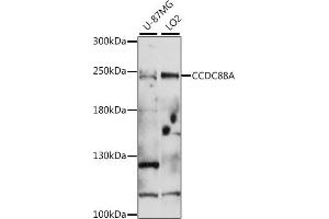Western blot analysis of extracts of various cell lines, using CCDC88A antibody (ABIN7266446) at 1:1000 dilution.