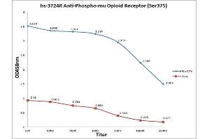 Antigen: Phospho Mu Opioid Receptor (blue line), 0. (Mu Opioid Receptor 1 Antikörper  (pSer375))