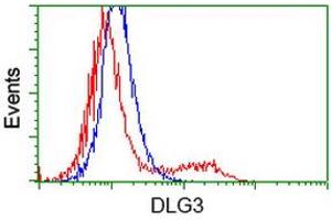 HEK293T cells transfected with either RC210860 overexpress plasmid (Red) or empty vector control plasmid (Blue) were immunostained by anti-DLG3 antibody (ABIN2454056), and then analyzed by flow cytometry. (DLG3 Antikörper)