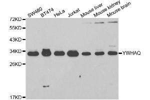 Western blot analysis of extracts of various cell lines, using YWHAQ antibody (ABIN5971388) at 1/1000 dilution. (14-3-3 theta Antikörper)