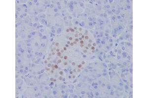 Immunohistochemical analysis of paraffin-embedded human pancreas, using NKX2.