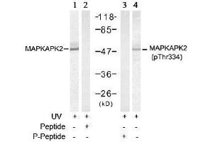 Image no. 3 for anti-Mitogen-Activated Protein Kinase-Activated Protein Kinase 2 (MAPKAPK2) (pThr334) antibody (ABIN197078) (MAPKAP Kinase 2 Antikörper  (pThr334))