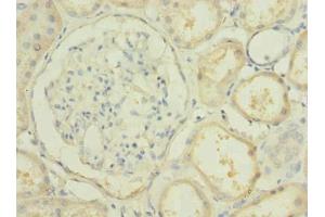 Immunohistochemistry of paraffin-embedded human kidney tissue using ABIN7163068 at dilution of 1:100