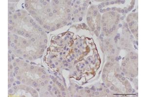 Image no. 4 for anti-Beclin 1, Autophagy Related (BECN1) antibody (ABIN363435) (Beclin 1 Antikörper)