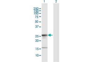 Western Blot analysis of LIN28 expression in transfected 293T cell line by LIN28 MaxPab polyclonal antibody.