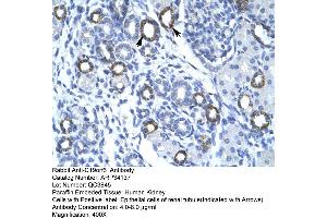 Human kidney (Membralin Antikörper  (Middle Region))