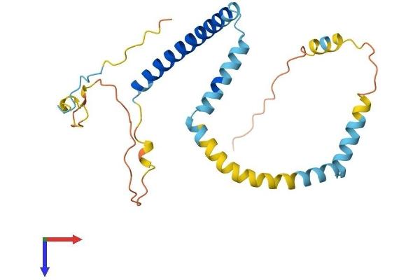 TPD52 Protein (AA 1-224) (His tag)
