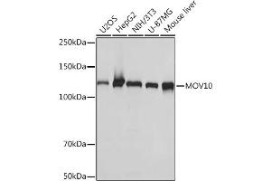 Western blot analysis of extracts of various cell lines, using MOV10 Rabbit mAb (ABIN7268678) at 1:1000 dilution. (MOV10 Antikörper)
