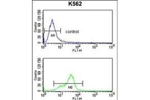 MF Antibody (C-term) (ABIN391487 and ABIN2841455) flow cytometry analysis of K562 cells (bottom histogram) compared to a negative control cell (top histogram). (MFAP5 Antikörper  (C-Term))