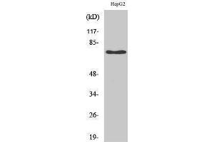 Western Blotting (WB) image for anti-Nerve Growth Factor Receptor (NGFR) (Internal Region) antibody (ABIN3176336) (NGFR Antikörper  (Internal Region))