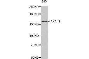 APAF1 Antikörper  (AA 1-250)