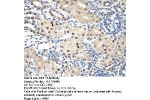 Human kidney (RNF14 Antikörper  (C-Term))