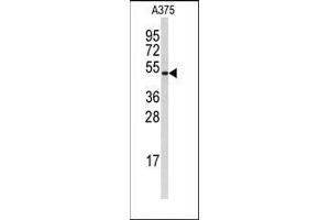 Western blot analysis of anti-Cyclin B1 Antibody in A375 cell line lysates (35ug/lane). (Cyclin B1 Antikörper  (Ser126))