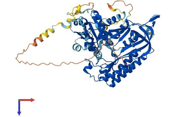 CDK5RAP1 Protein (AA 1-601) (His tag)