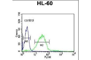 LIPE Antibody (C-term) (ABIN653323 and ABIN2842814) flow cytometric analysis of HL-60 cells (right histogram) compared to a negative control cell (left histogram). (LIPE Antikörper  (C-Term))