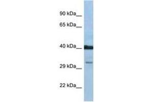 Image no. 1 for anti-Prostaglandin D2 Receptor (PTGDR) (AA 238-287) antibody (ABIN6747485) (PTGDR Antikörper  (AA 238-287))