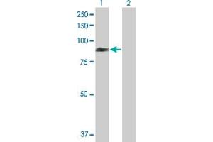 Western Blot analysis of REPS1 expression in transfected 293T cell line by REPS1 MaxPab polyclonal antibody. (REPS1 Antikörper  (AA 1-653))