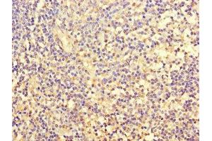 Immunohistochemistry of paraffin-embedded human tonsil tissue using ABIN7153123 at dilution of 1:100 (FOSL2 Antikörper  (AA 1-326))