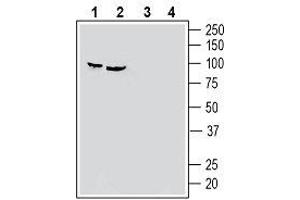 Western blot analysis of human HeLa cervix adenocarcinoma cell line lysate (lanes 1 and 3) and human PC-3 prostate adenocarcinoma cell line lysate (lanes 2 and 4): - 1, 2. (SEMA3F Antikörper  (Secreted))
