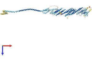 EXOC6B Protein (AA 1-810) (His tag)