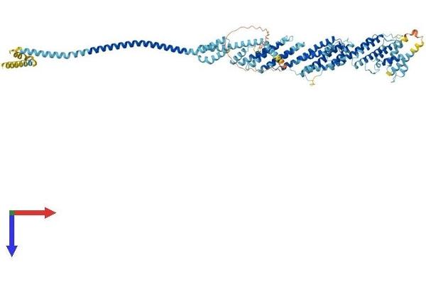 EXOC6B Protein (AA 1-810) (His tag)