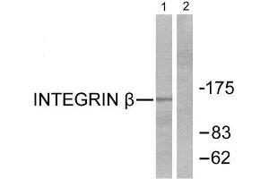 Western Blotting (WB) image for anti-Integrin beta 1 (ITGB1) (Thr789) antibody (ABIN1847950) (ITGB1 Antikörper  (Thr789))