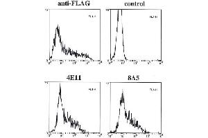 Flow cytometry data of overexpressed FLAG-tagged caspase-11 in 293T cells using anti-caspase-11 mAbs (4E11 and 8A5)  anti-FLAG or control. (Caspase 4 Antikörper)