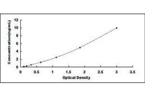 Typical standard curve (VAMP2 ELISA Kit)