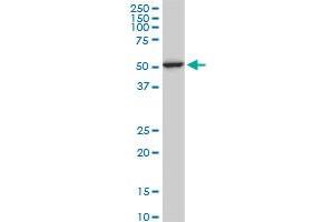Western Blotting (WB) image for anti-Histone Deacetylase 3 (HDAC3) (AA 319-428) antibody (ABIN522295)