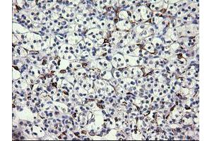 Image no. 1 for anti-Fetal and Adult Testis Expressed 1 (FATE1) antibody (ABIN1498224) (FATE1 Antikörper)