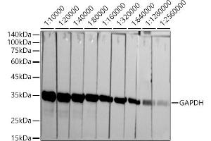 Western blot analysis of extracts of HeLa cells, using GAPDH antibody (ABIN7267454) at 1:10000-1:256000 dilution. (GAPDH Antikörper)