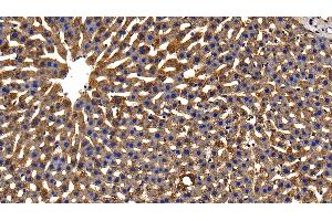 Detection of GPX1 in Rat Liver Tissue using Polyclonal Antibody to Glutathione Peroxidase 1 (GPX1) (Glutathione Peroxidase 1 Antikörper  (AA 48-201))