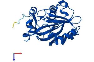 IDI1 Protein (AA 1-227) (His tag)