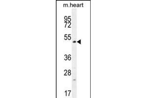 TSPYL4 Antibody (C-term) (ABIN656027 and ABIN2845401) western blot analysis in mouse heart tissue lysates (35 μg/lane). (TSPY-Like 4 Antikörper  (C-Term))