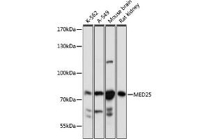 Western blot analysis of extracts of various cell lines, using MED25 antibody (ABIN7268442) at 1:1000 dilution. (MED25 Antikörper  (AA 30-200))