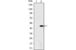 Western blot analysis using ATXN1 mAb against HEK293 (1) and ATXN1(AA: 645-815)-hIgGFc transfected HEK293 (2) cell lysate. (Ataxin 1 Antikörper)