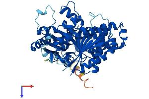 TUBb6 Protein (AA 1-447) (His tag)