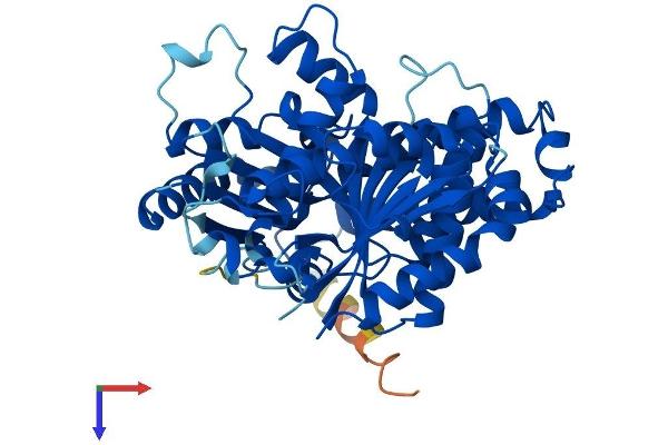 TUBb6 Protein (AA 1-447) (His tag)