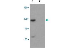 Western blot analysis of SHROOM1 in mouse heart tissue with SHROOM1 polyclonal antibody  at 1 ug/mL in (1) the absence and (2) the presence of blocking peptide. (SHROOM1 Antikörper  (C-Term))