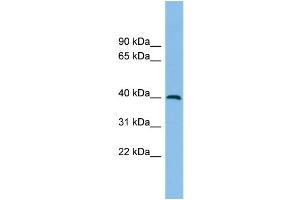 WB Suggested Anti-ADH5 Antibody Titration: 0. (ADH5 Antikörper  (Middle Region))