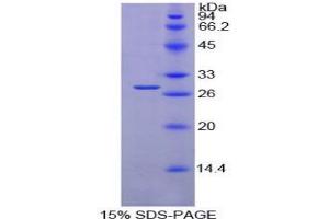 SDS-PAGE analysis of Mouse PDIA2 Protein. (PDIA2 Protein)