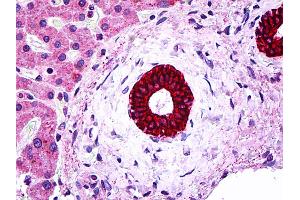 IHC Information: Paraffin embedded bileduct tissue, tested with an antibody dilution of 5 ug/ml. (Cytokeratin 19 Antikörper  (N-Term))