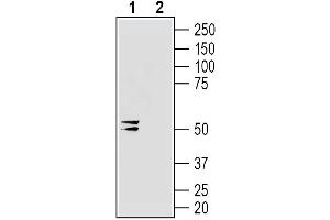 Western blot analysis of human  MG glioblastoma cell line lysate:1. (Gap Junction Protein, gamma 2, 47kDa (GJC2) Peptid)