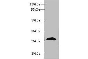 Western blot All lanes: EFNA3 antibody at 2 μg/mL + HepG2 whole cell lysate Secondary Goat polyclonal to rabbit IgG at 1/10000 dilution Predicted band size: 27, 24 kDa Observed band size: 27 kDa (Ephrin A3 Antikörper  (AA 23-214))