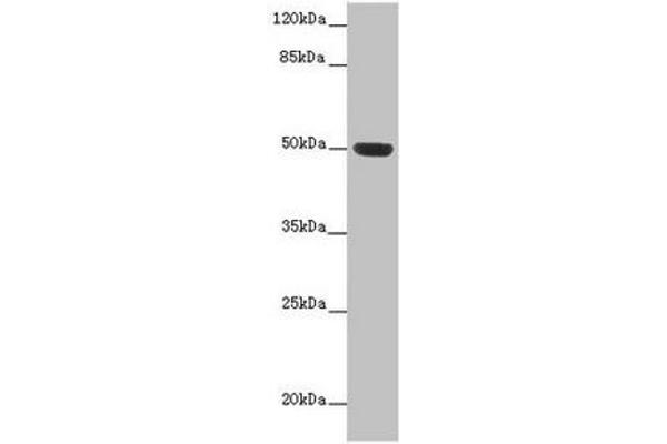 HTR3D antibody  (AA 107-210)