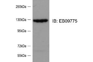 ABIN571090 (0. (SRGAP2 Antikörper  (Internal Region))